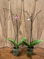 Phalaenopsis I-Hsin Stacy In Spikes (4.5" pot) - Image 5