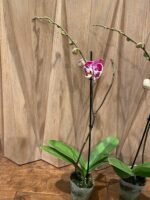 Phalaenopsis I-Hsin Stacy In Spikes (4.5" pot) - Image 8