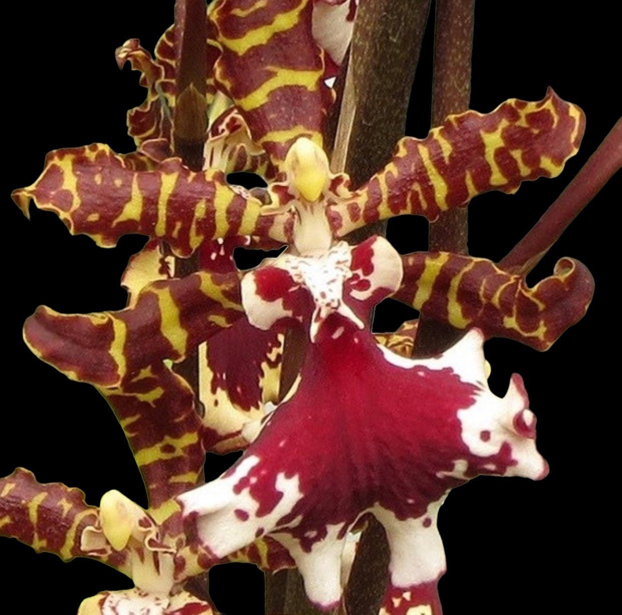 Odontocidium Everglades Elegance ‘Nancy Lee’ HCC/AOS Odontocidium Everglades Elegance ‘Nancy Lee’ HCC/AOS