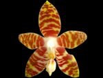 Fragrant Phalaenopsis amboinensis (3” Pot)