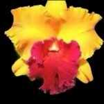 Rlc. Yingluck Smile ‘New Day’ (3.5” Pot)