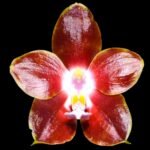 Fragrant - Phalaenopsis venosa ‘Red’ (3” Pot)