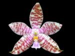 DOUBLE PLANTS Fragrant - Phalaenopsis hieroglyphica × sib (3” Pot)