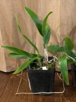 Caulocattleya Spring Fragrance ‘Paradise’ (Cattleya Hawaiian Wedding Song × Caularthron bicornutum) (3.5” Pot) - Image 6