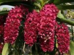 Rhynchostylis gigantea x sib ‘Red’ (3.5” square pot)