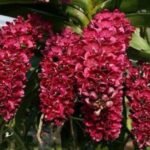 Rhynchostylis gigantea x sib ‘Red’ (3.5” square pot)