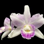 Caulocattleya Spring Fragrance ‘Paradise’ (Cattleya Hawaiian Wedding Song × Caularthron bicornutum) (3.5” Pot)
