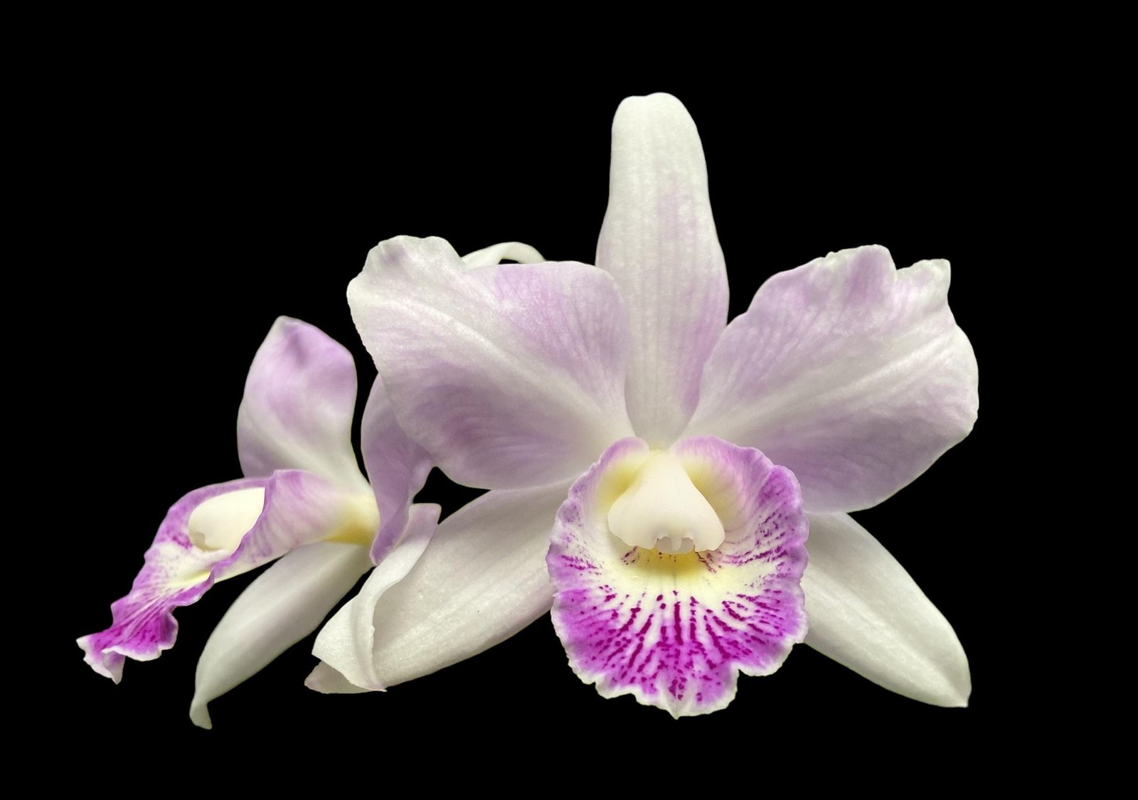 il_fullxfull.4544490043_qxk3.jpg Caulocattleya Spring Fragrance ‘Paradise’ (Cattleya Hawaiian Wedding Song × Caularthron bicornutum) (3.5” Pot) - Image 1