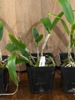 Caulocattleya Spring Fragrance ‘Paradise’ (Cattleya Hawaiian Wedding Song × Caularthron bicornutum) (3.5” Pot) - Image 4