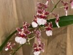 Oncidium Ruth’s Rainbow ’Over the Rainbow’ (3.5” Pot) - Image 2