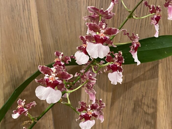 Oncidium Ruth’s Rainbow ’Over the Rainbow’ (3.5” Pot) - Image 2