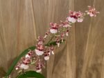 Oncidium Ruth’s Rainbow ’Over the Rainbow’ (3.5” Pot) - Image 3