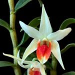 Dendrobium Dawn Maree x Den. Peng Seng (3” Pot)