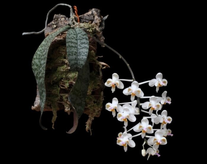 Phalaenopsis celebensis × sib (3” Pot) - Image 2