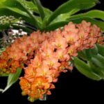 Rhynchostylis gigantea x sib ‘Orange’ (3.5” pot)