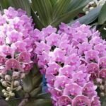 Rhynchostylis gigantea x sib ‘Pink’ (3.5” pot)