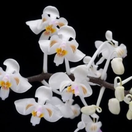 Phalaenopsis celebensis × sib (3” Pot)