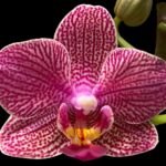 Phalaenopsis Red Coral 2 Spikes (3” Pot)