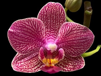 Phalaenopsis Red Coral 2 Spikes (3” Pot)