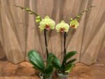 Phalaenopsis Fuller’s Sunset OX In Spike (4.5" pot) - Image 3
