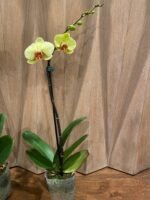 Phalaenopsis Fuller’s Sunset OX In Spike (4.5" pot) - Image 4