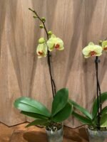 Phalaenopsis Fuller’s Sunset OX In Spike (4.5" pot) - Image 5