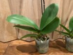 Phalaenopsis Fuller’s Sunset OX In Spike (4.5" pot) - Image 7