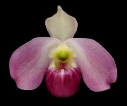 Paph. Vietnamense (2" pot)