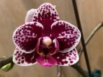 Phalaenopsis Dtps Lianher Scallop In Spikes (3.5" pot) - Image 2