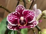 Phalaenopsis Dtps Lianher Scallop In Spikes (3.5" pot)