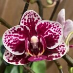 Phalaenopsis Dtps Lianher Scallop In Spikes (3.5" pot)