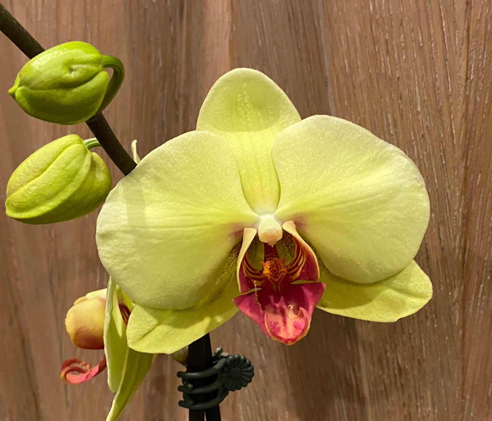 il_fullxfull.4701090125_lg79.jpg Phalaenopsis Fuller’s Sunset OX In Spike (4.5" pot) - Image 1