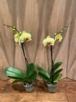 Phalaenopsis Fuller’s Sunset OX In Spike (4.5" pot) - Image 6