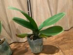 Phalaenopsis Fuller’s Sunset OX In Spike (4.5" pot) - Image 8