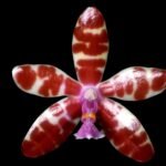 Fragrant - Phalaenopsis bastianii × sib (3” pot)