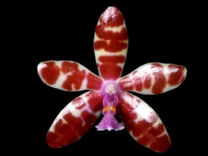 Fragrant - Phalaenopsis bastianii × sib (3” pot)