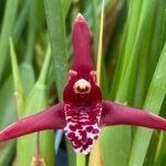 Maxillaria tenuifolia Sweet Coconut Fragrance