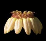 Bulbophyllum auratum (3.5” Pot)