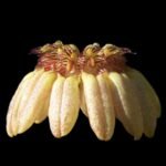 Bulbophyllum auratum (3.5” Pot)