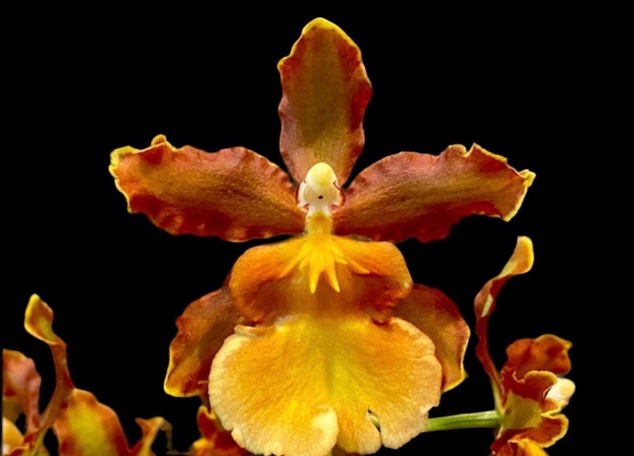 il_fullxfull.4777345491_5nol.jpg Odcdm. Catatante (3.5” pot) - Image 1