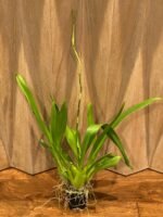 Odcdm. Catatante (3.5” pot) - Image 2