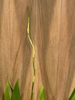 Odcdm. Catatante (3.5” pot) - Image 5