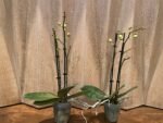 Phalaenopsis Banana Cutie 2 Spikes (3.5" pot) - Image 5