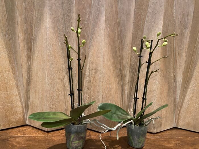 Phalaenopsis Banana Cutie 2 Spikes (3.5" pot) - Image 5