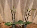 Phalaenopsis Banana Cutie 2 Spikes (3.5" pot) - Image 4