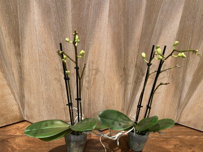Phalaenopsis Banana Cutie 2 Spikes (3.5" pot) - Image 4