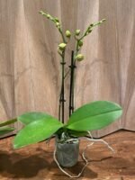 Phalaenopsis Twilight Star 2 Spikes (3.5" pot) - Image 6