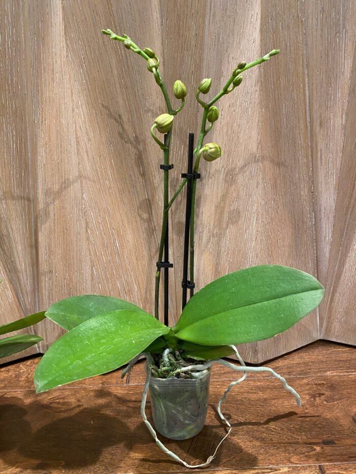 Phalaenopsis Twilight Star 2 Spikes (3.5" pot) - Image 6