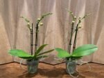 Phalaenopsis Twilight Star 2 Spikes (3.5" pot) - Image 4