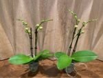 Phalaenopsis Twilight Star 2 Spikes (3.5" pot) - Image 5